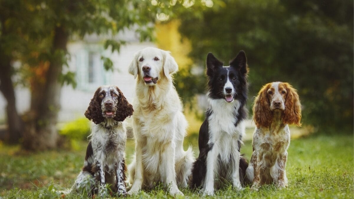 10 Of The World's Most Beautiful Dogs, According to Science 12 10 Of The World's Most Beautiful Dogs, According to Science - dogs beauty ss2210395493