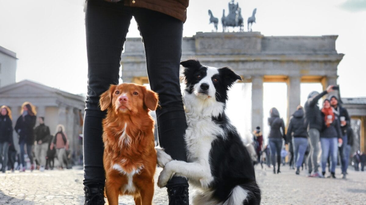 Sit, Stay, Succeed: 8 Pro Tips for Training Your Dog - dogs in germany ss1650081529