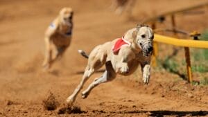 8 Fastest Dog Breeds & Their Speeds 1 8 Fastest Dog Breeds & Their Speeds - dogs racing ss102393085