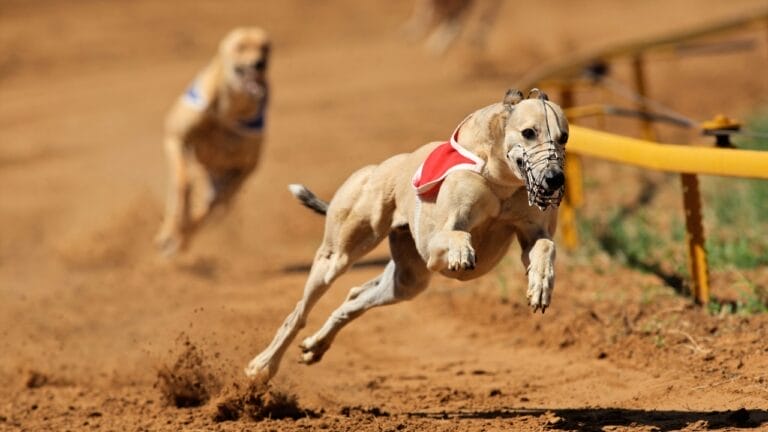 8 Fastest Dog Breeds & Their Speeds - dogs racing ss102393085