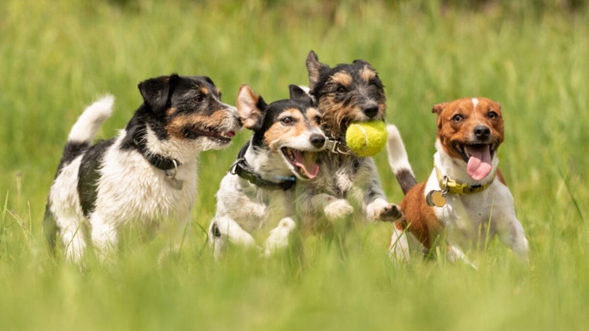 Sit, Stay, Succeed: 8 Pro Tips for Training Your Dog - dogs run and play ss1101215969