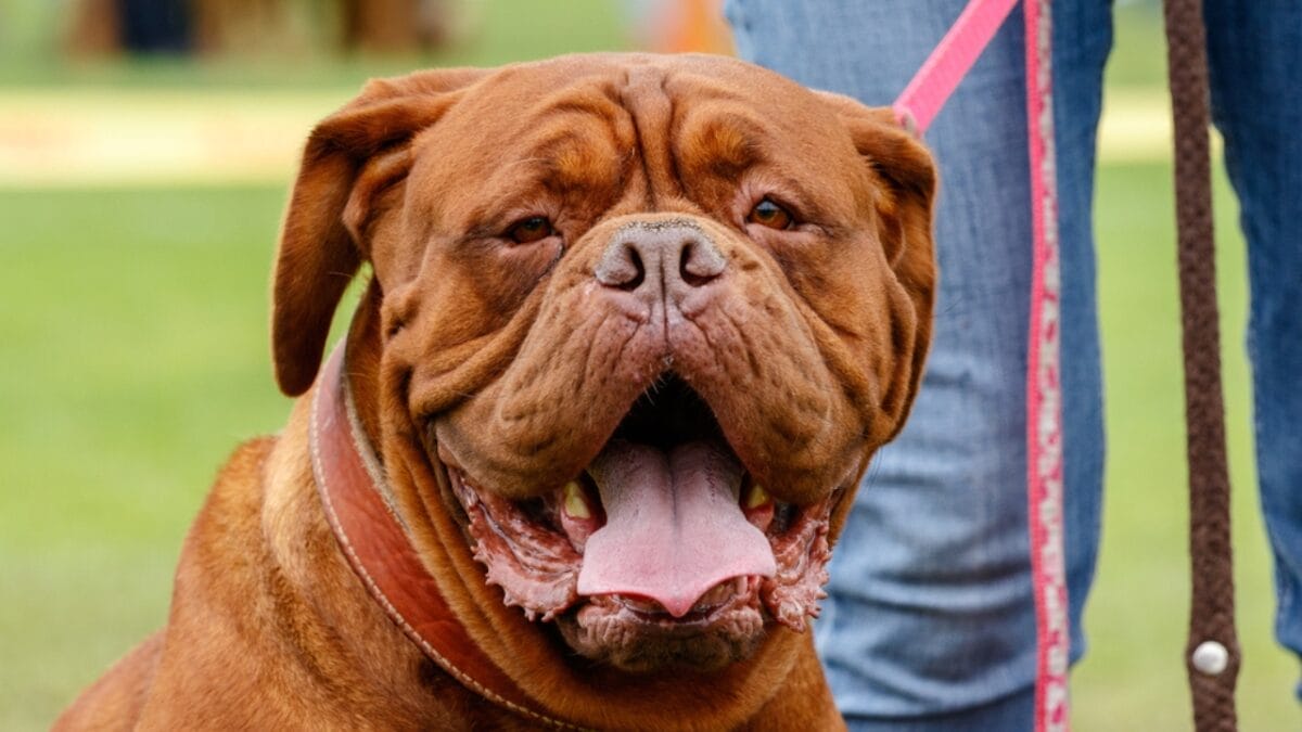 16 Mastiff Breeds That Prove Big Dogs Have Bigger Hearts - dogue de bordeaux drool dp507685926