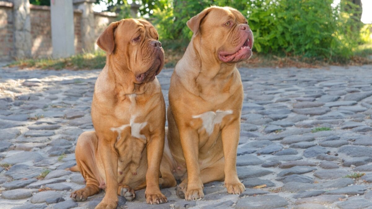 10 Things Only Devoted Dogue de Bordeaux Dog Lovers Know 11 10 Things Only Devoted Dogue de Bordeaux Dog Lovers Know - dogue de bordeaux guard dp8296995