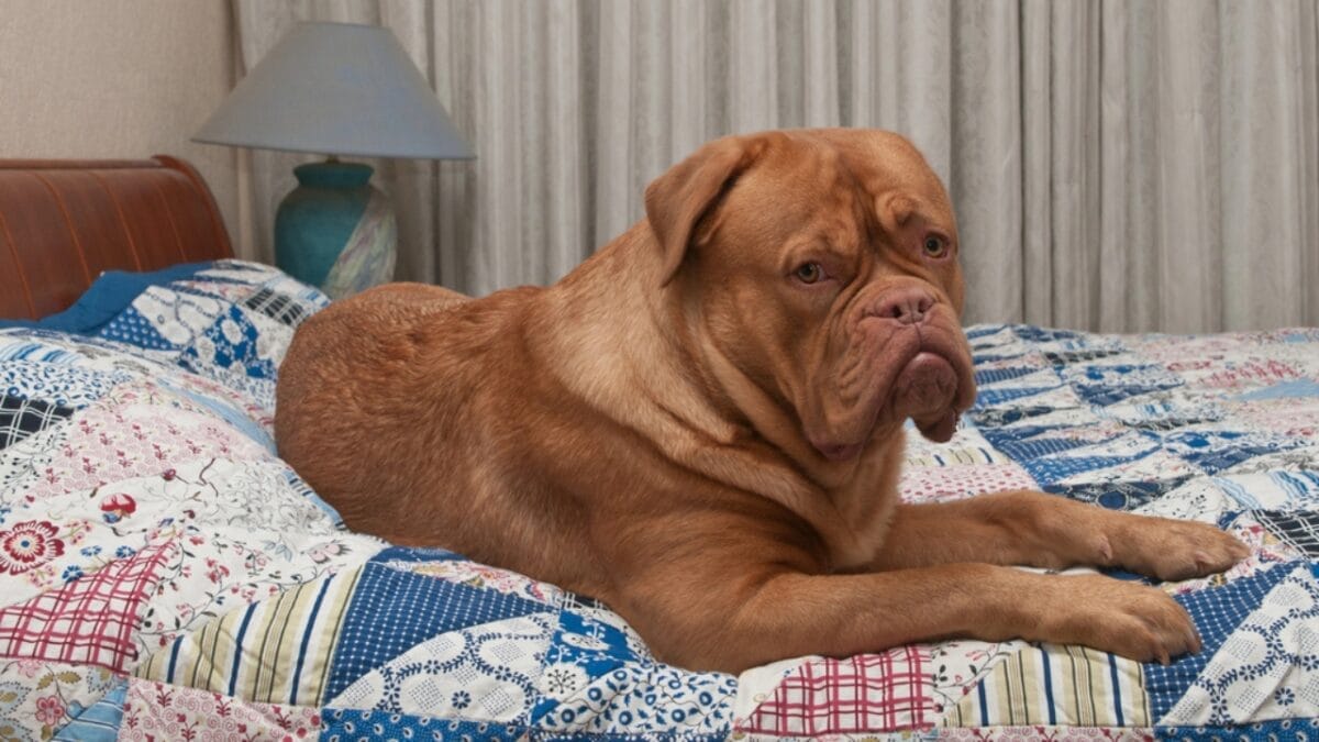 10 Things Only Devoted Dogue de Bordeaux Dog Lovers Know 7 10 Things Only Devoted Dogue de Bordeaux Dog Lovers Know - dogue de bordeaux in bed dp8334820