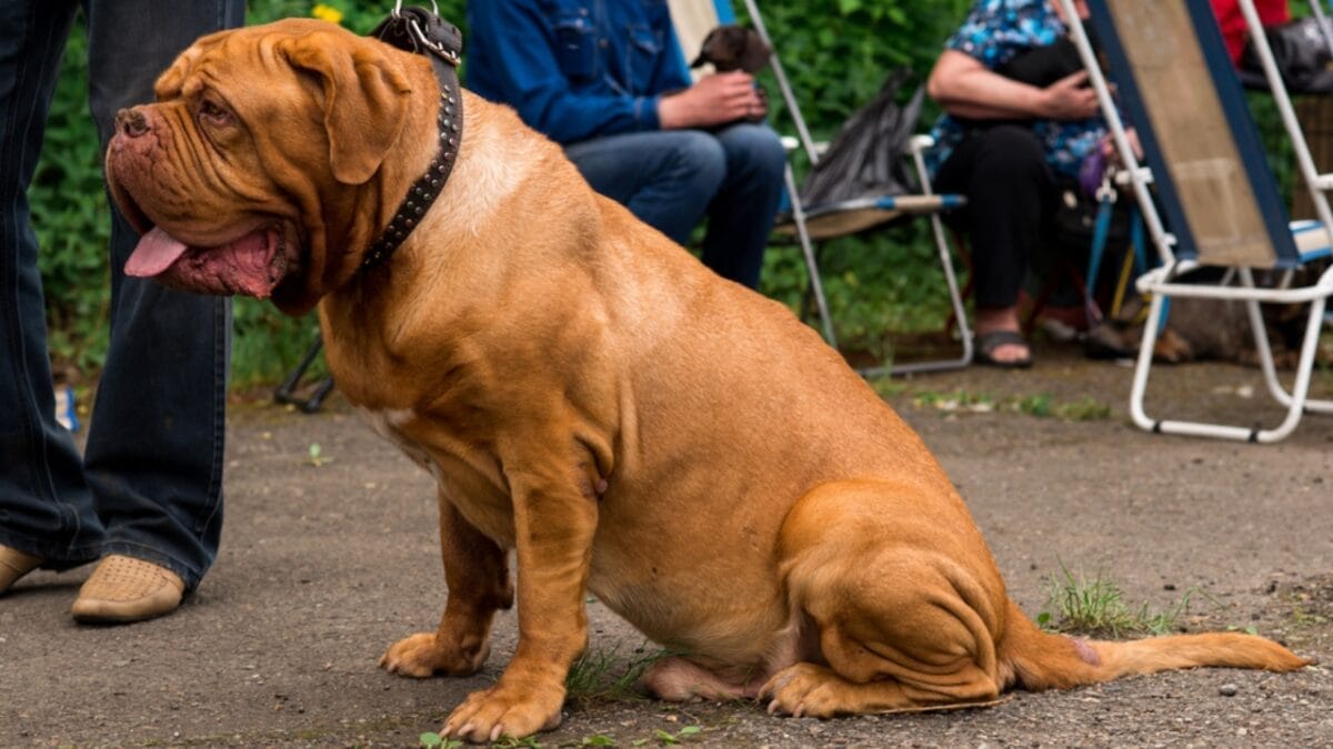 10 Things Only Devoted Dogue de Bordeaux Dog Lovers Know 8 10 Things Only Devoted Dogue de Bordeaux Dog Lovers Know - dogue de bordeaux protector dp248261920