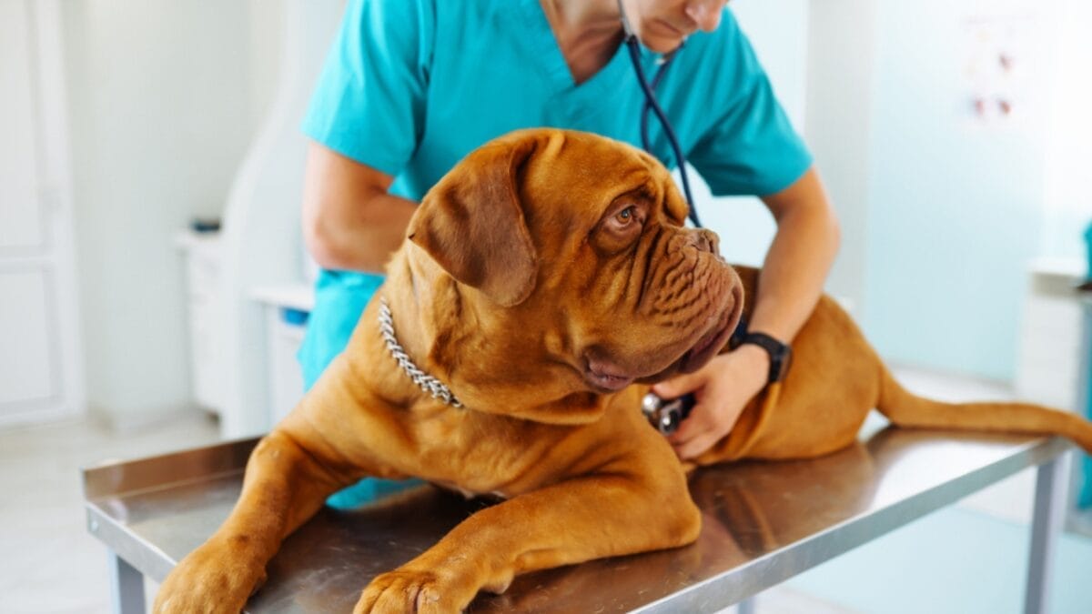 The Houseplant Palm That Poses a Serious Threat to Your Dog 8 The Houseplant Palm That Poses a Serious Threat to Your Dog - dogue de bordeaux vet dp478997194