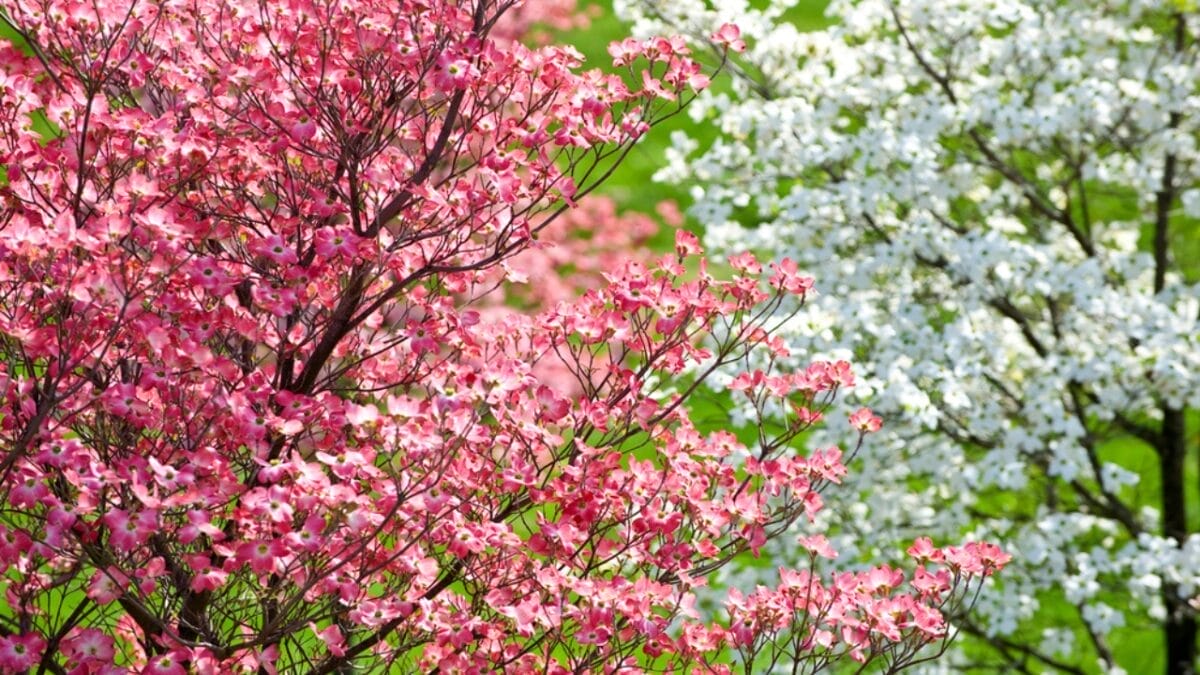 10 Plants & Trees That Attract Ticks 12 10 Plants & Trees That Attract Ticks - dogwood leaves dp66196395