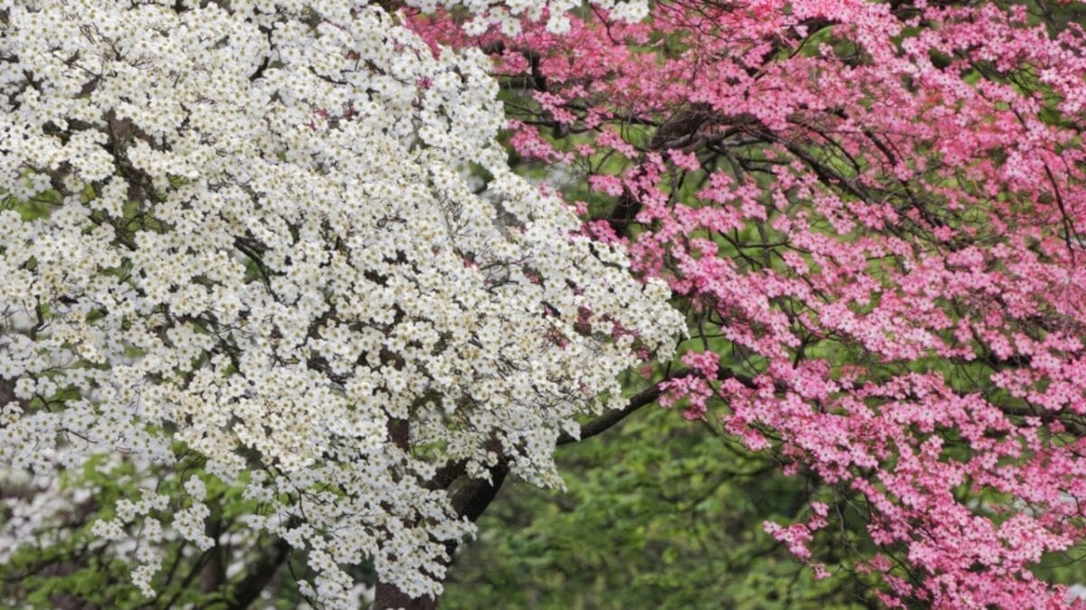 10 Plants That Will Attract Bluebirds to Your Yard 4 10 Plants That Will Attract Bluebirds to Your Yard - dogwood tree ss2218847703