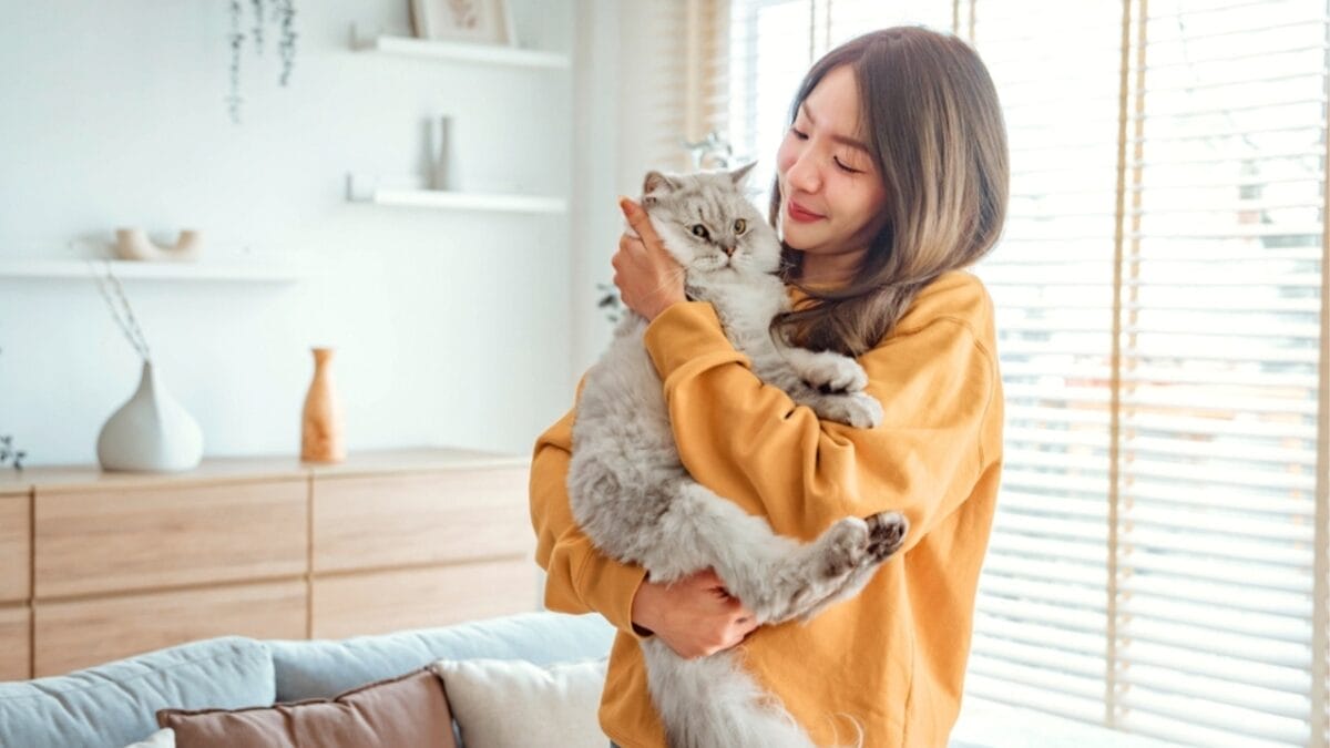 The Cat's Out of the Bag: 12 Little-Known Feline Facts 11 The Cat's Out of the Bag: 12 Little-Known Feline Facts - domestic cat ss2354109993