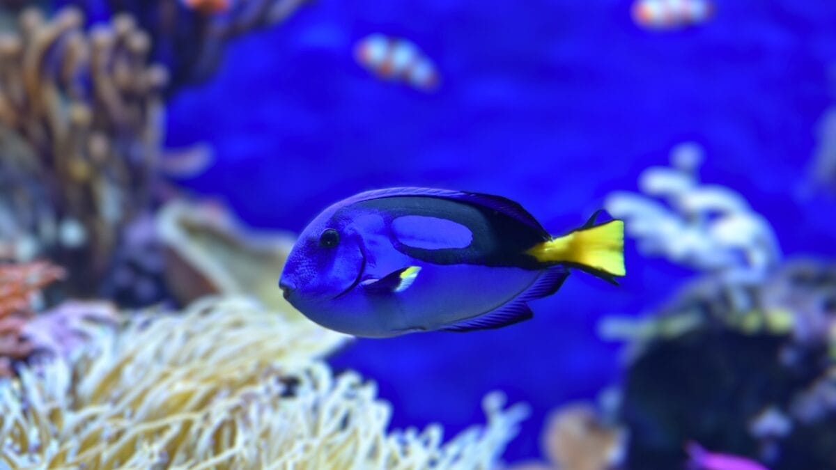 11 Breathtakingly Blue Beauties of the Animal Kingdom 10 11 Breathtakingly Blue Beauties of the Animal Kingdom - dory blue tang ss455107903