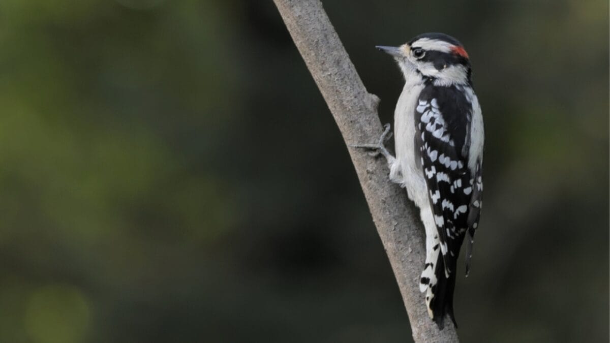 10 Common Birds You See in Your Yard & What They Symbolize - downy woodpecker ss2365277473