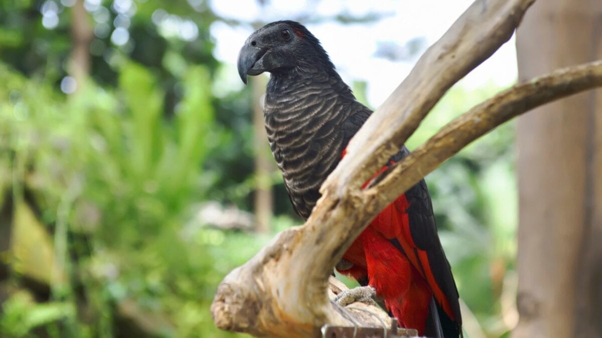 10 Things About the Dracula Parrot You Probably Didn’t Know 2 10 Things About the Dracula Parrot You Probably Didn’t Know - dracula parrot dp171448722