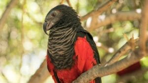 10 Things About the Dracula Parrot You Probably Didn’t Know 1 10 Things About the Dracula Parrot You Probably Didn’t Know - dracula parrot dp496534356