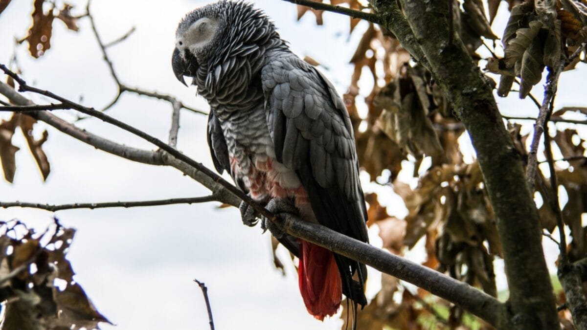 10 Things About the Dracula Parrot You Probably Didn’t Know 8 10 Things About the Dracula Parrot You Probably Didn’t Know - dracula parrot in tree dp341243472
