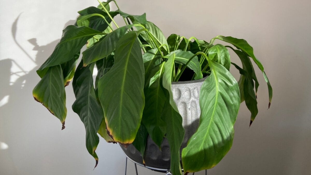 10 Common Houseplant Problems & How to Fix Them - drooping leaves ss1742855819