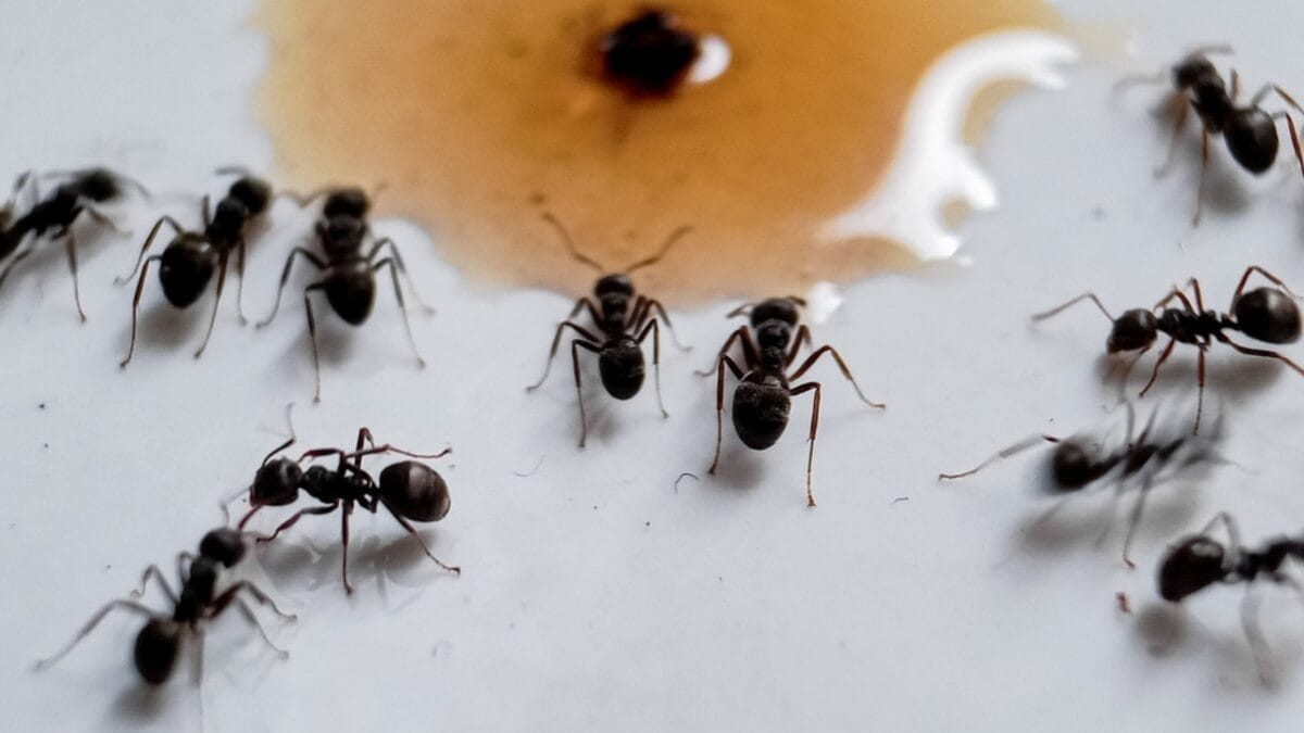 10 Reasons to Leave a Bowl of Coffee Grounds Out in Your Kitchen - drop coffee ants ss2414311913