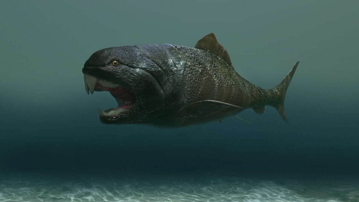12 Prehistoric Creatures Aside from Dinosaurs Most People Don't Know Existed 8 12 Prehistoric Creatures Aside from Dinosaurs Most People Don't Know Existed - dunkleosteus armored fish dp539805714