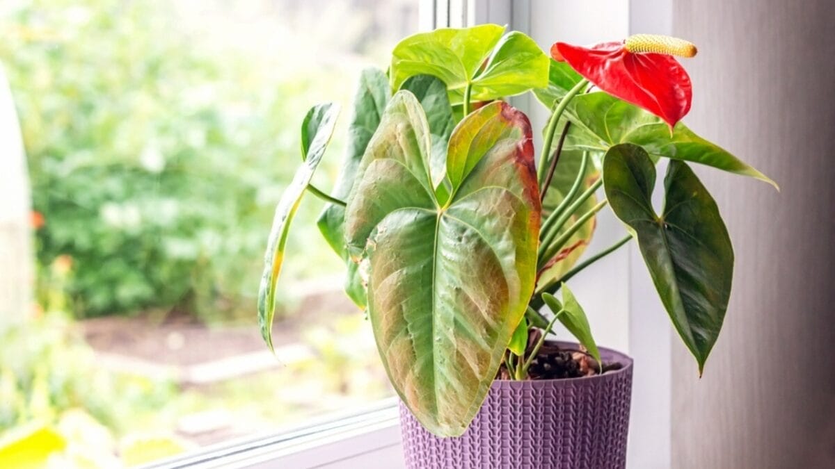 Don’t Let These Container Gardening Errors Kill Your Plants 6 Don’t Let These Container Gardening Errors Kill Your Plants - dying plant ss2200388893