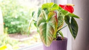 10 Common Houseplant Problems & How to Fix Them 1 10 Common Houseplant Problems & How to Fix Them - dying plant ss2200388893