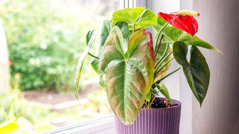 10 Common Houseplant Problems & How to Fix Them - dying plant ss2200388893