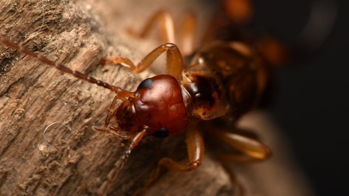 Why You Should Think Twice Before Killing That Earwig 6 Why You Should Think Twice Before Killing That Earwig - earwig insect closeup dp536639340