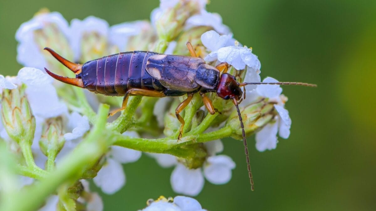 Why You Should Think Twice Before Killing That Earwig 2 Why You Should Think Twice Before Killing That Earwig - earwig insect on flower dp189933666