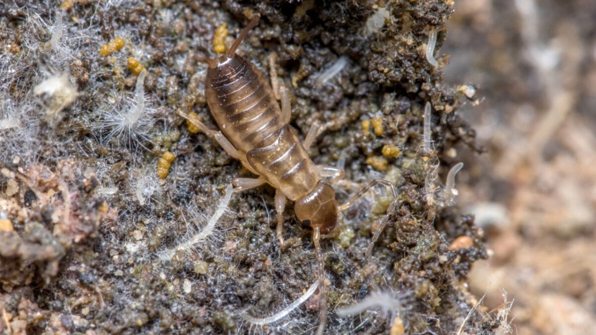 Why You Should Think Twice Before Killing That Earwig 3 Why You Should Think Twice Before Killing That Earwig - earwig insect on soil dp470747926