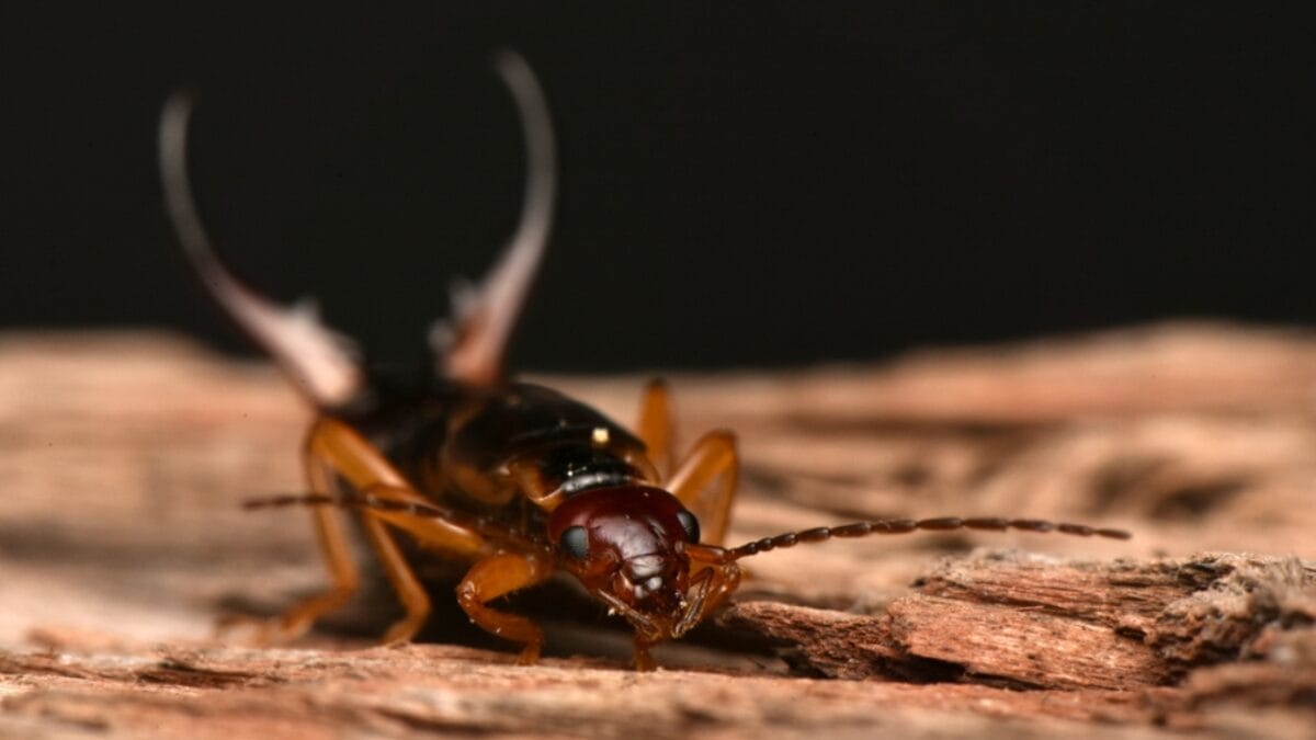 Why You Should Think Twice Before Killing That Earwig 4 Why You Should Think Twice Before Killing That Earwig - earwig insect on tree bark dp536638980