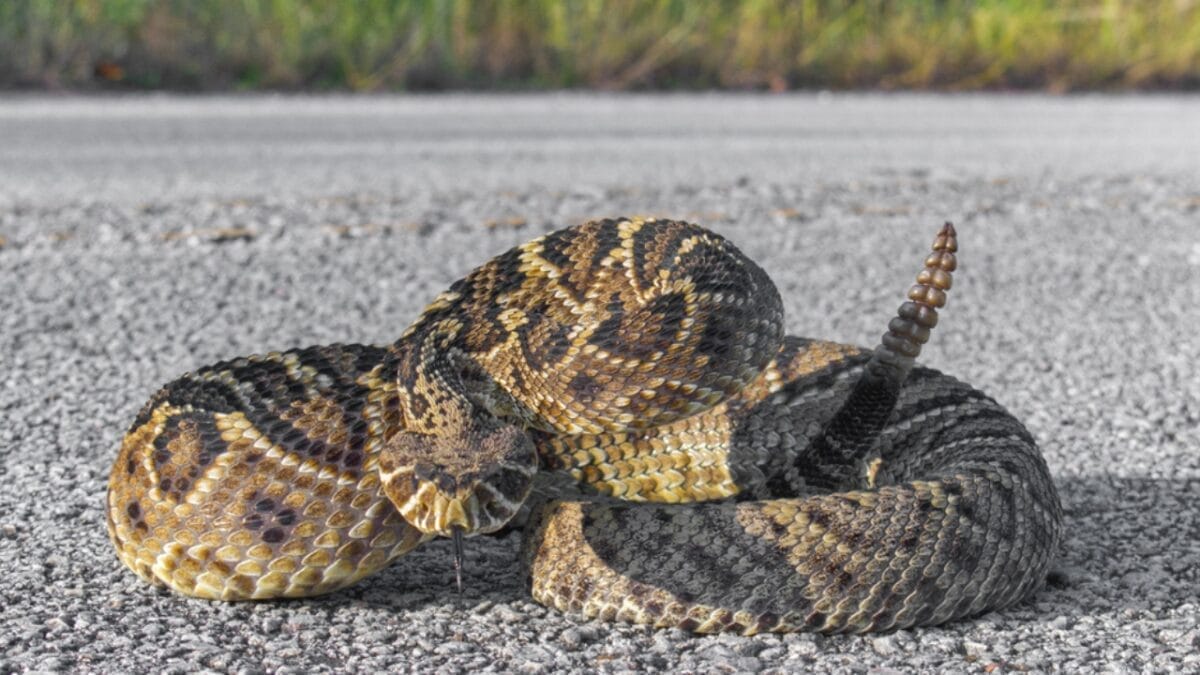 Ranking the 14 Most Dangerous Snakes in the World 3 Ranking the 14 Most Dangerous Snakes in the World - eastern diamondback rattlesnake dp516481890