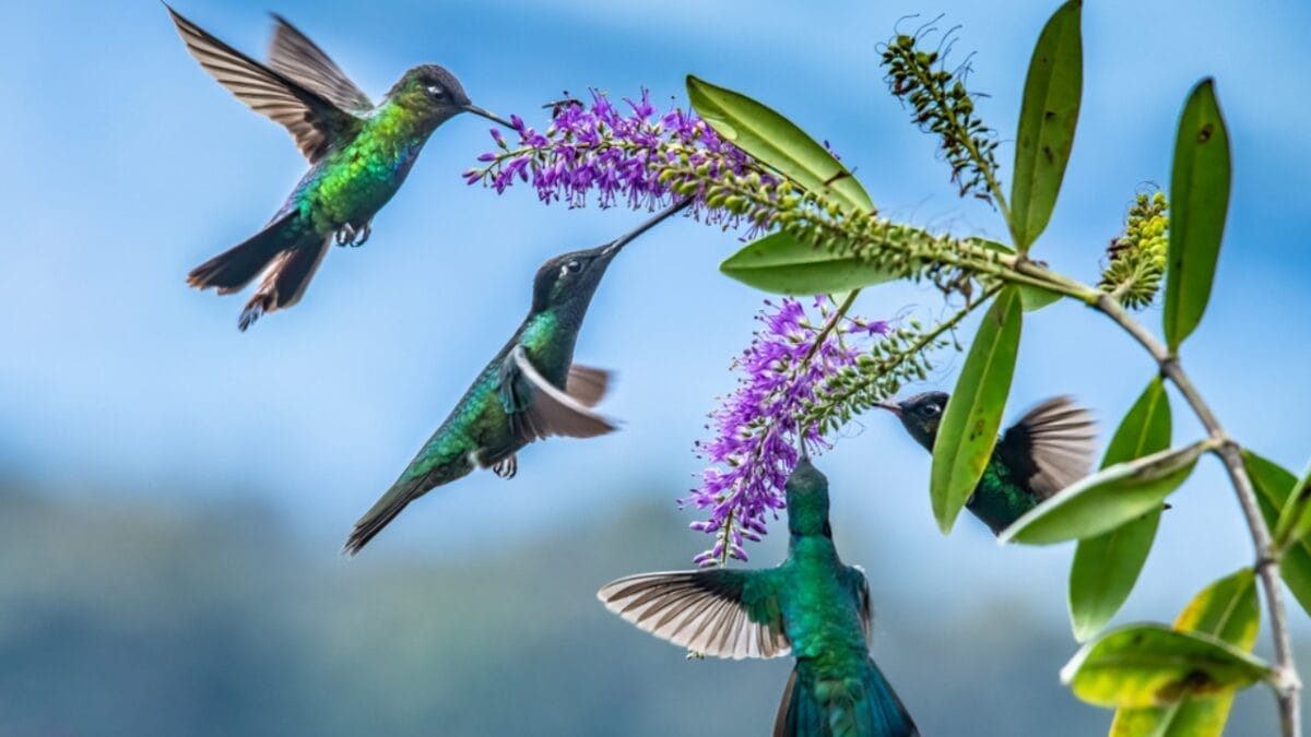 How Long Until Hummingbirds Find Your Feeder? 6 Factors - eating hummingbird ss1634845927