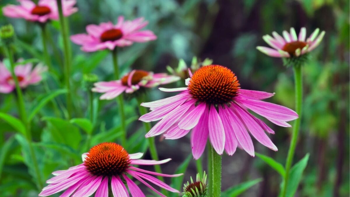 15 Perennial Plants to Make Your Garden Shine Year After Year 3 15 Perennial Plants to Make Your Garden Shine Year After Year - echinacea ss778712653