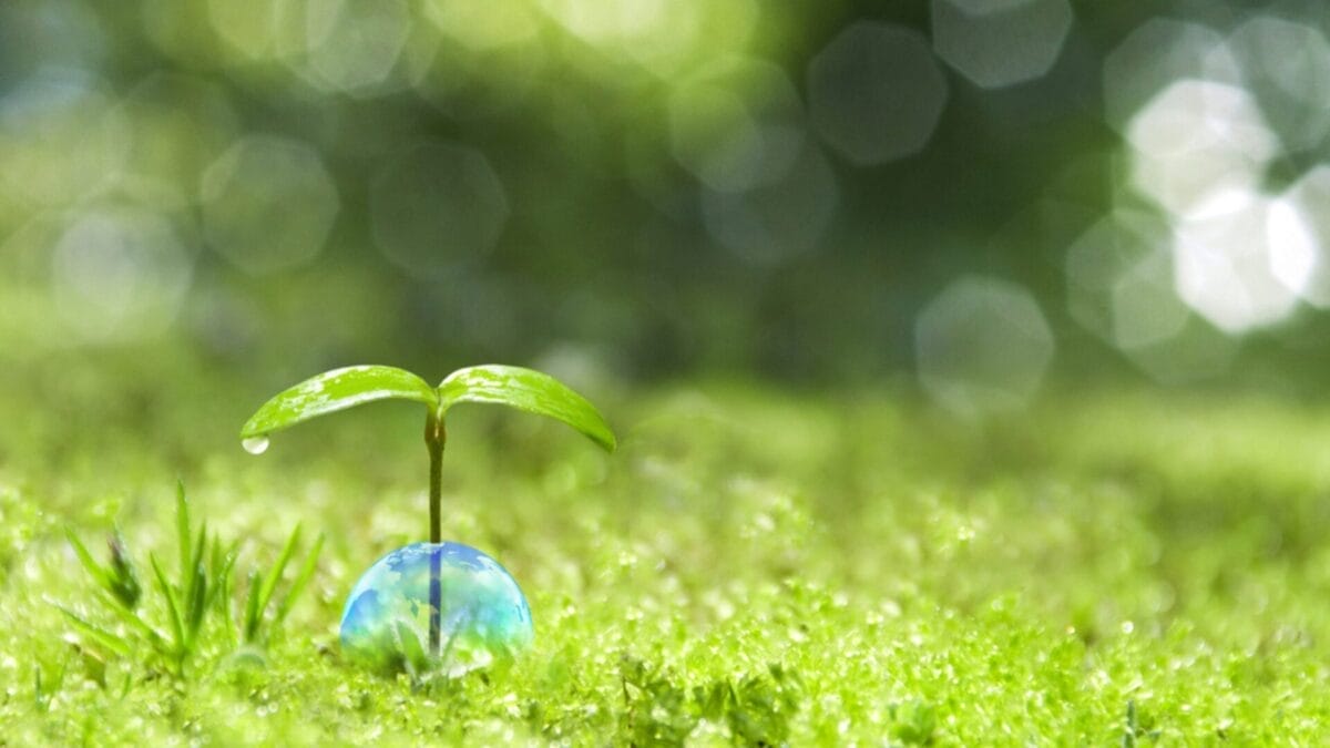 Why Irish Spring Soap? 10 Reasons Gardeners Swear By It 11 Why Irish Spring Soap? 10 Reasons Gardeners Swear By It - eco friendly ss402035872