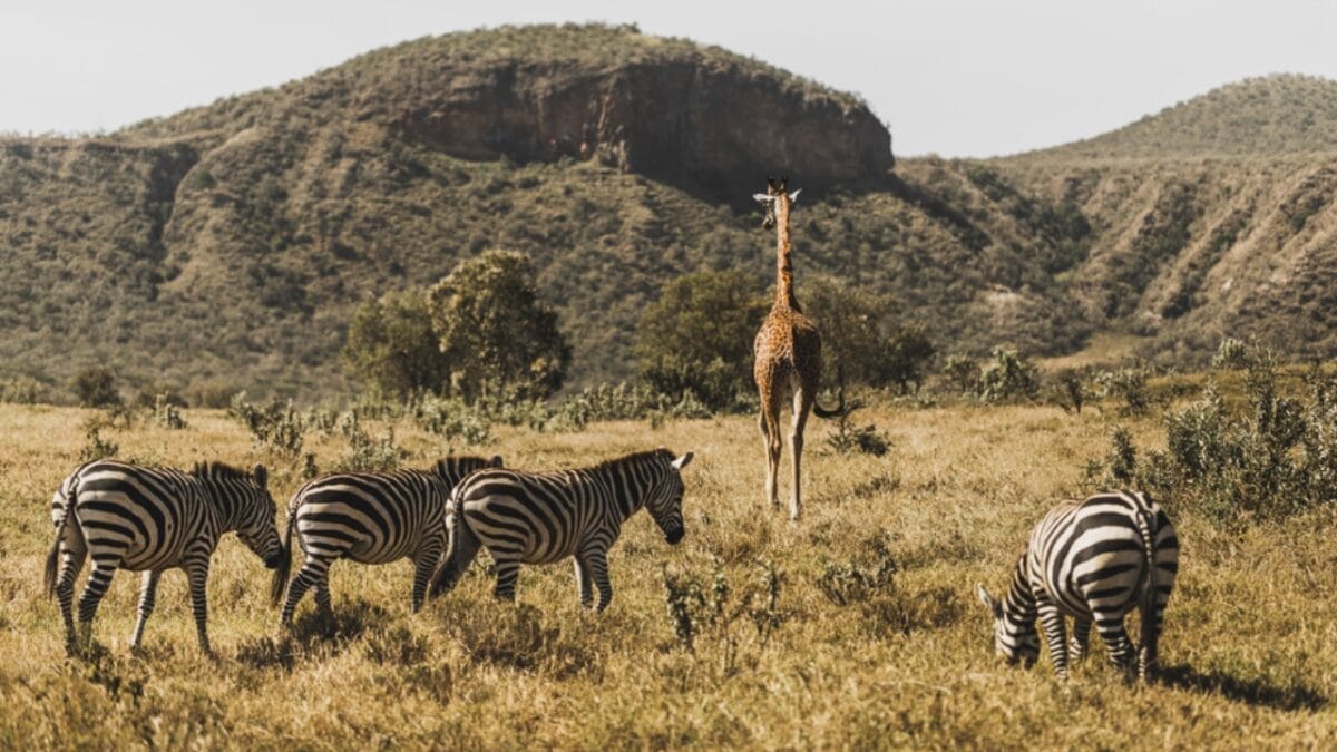 'Super Predator': The Animal in Africa That Even Lions Fear - ecosystem ss1489523222