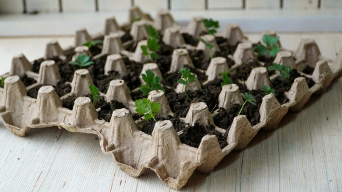 10 Items Not to Throw Away & Unexpected Ways to Repurpose - egg carton ss2340395199