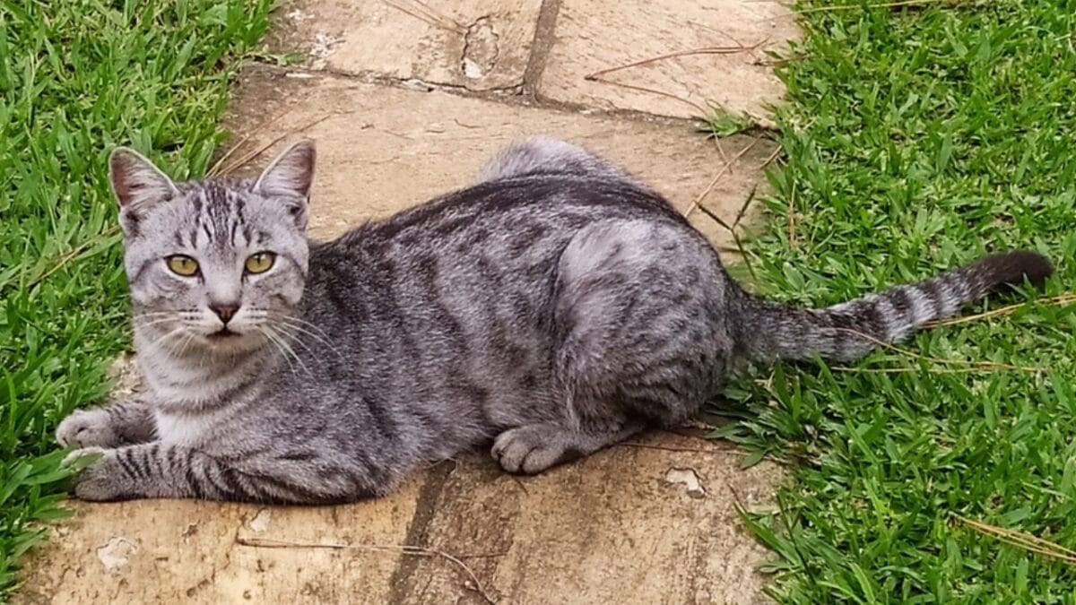 15 Adorable Tabby Cat Breeds to Bring Home Today 7 15 Adorable Tabby Cat Breeds to Bring Home Today - egyptian mau cat ss2327468503