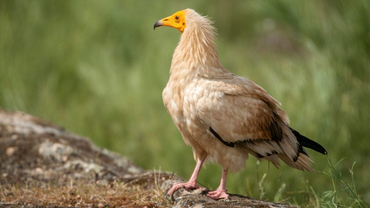 12 Unusual Birds with White Colored Heads & How to Tell Them Apart 9 12 Unusual Birds with White Colored Heads & How to Tell Them Apart - egyptian vulture ss1256412187