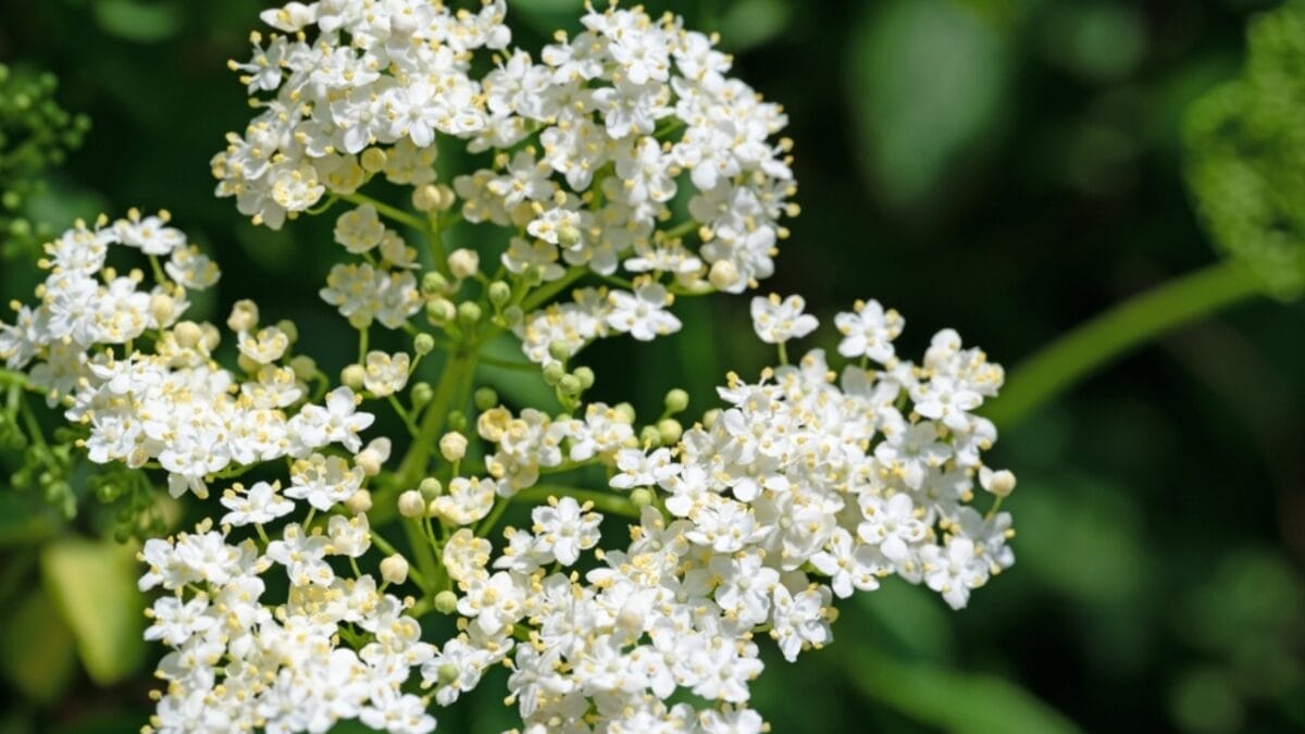 14 Shrubs That Will Make Your Garden a Robin Haven 3 14 Shrubs That Will Make Your Garden a Robin Haven - elderberry plant ss2159715385