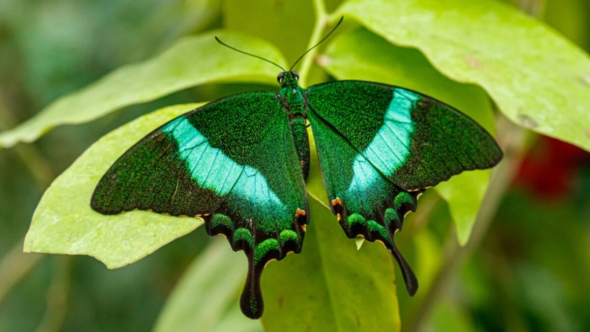 23 Dazzling Photos of the Most Colorful Butterflies on Earth 3 23 Dazzling Photos of the Most Colorful Butterflies on Earth - emeral swallowtail butterfly dp300293128