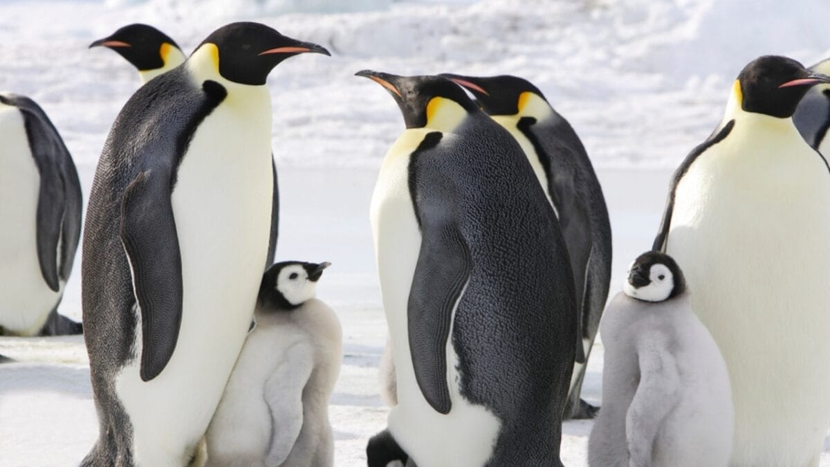11 Remarkable Animals That Have Mastered Adaptation for Survival - emperor penguin ss1315058240