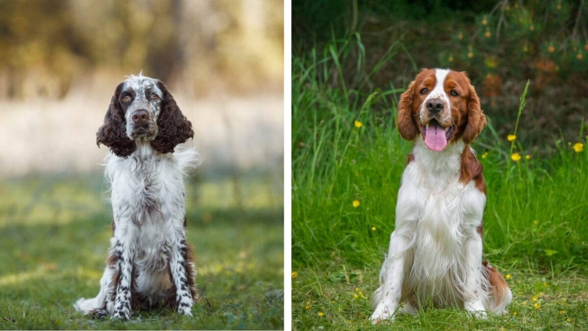 10 Pairs of Dog Breeds That Almost Look Identical - english and welsh ss2225902691 144116005