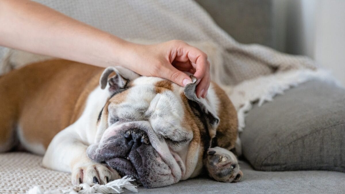 18 Breeds That Love to Take Over Your Bed Every Night - english bulldog ss1999172876