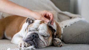 16 Calm Dog Breeds That Will Steal Your Heart, Not Your Peace 1 16 Calm Dog Breeds That Will Steal Your Heart, Not Your Peace - english bulldog ss1999172876