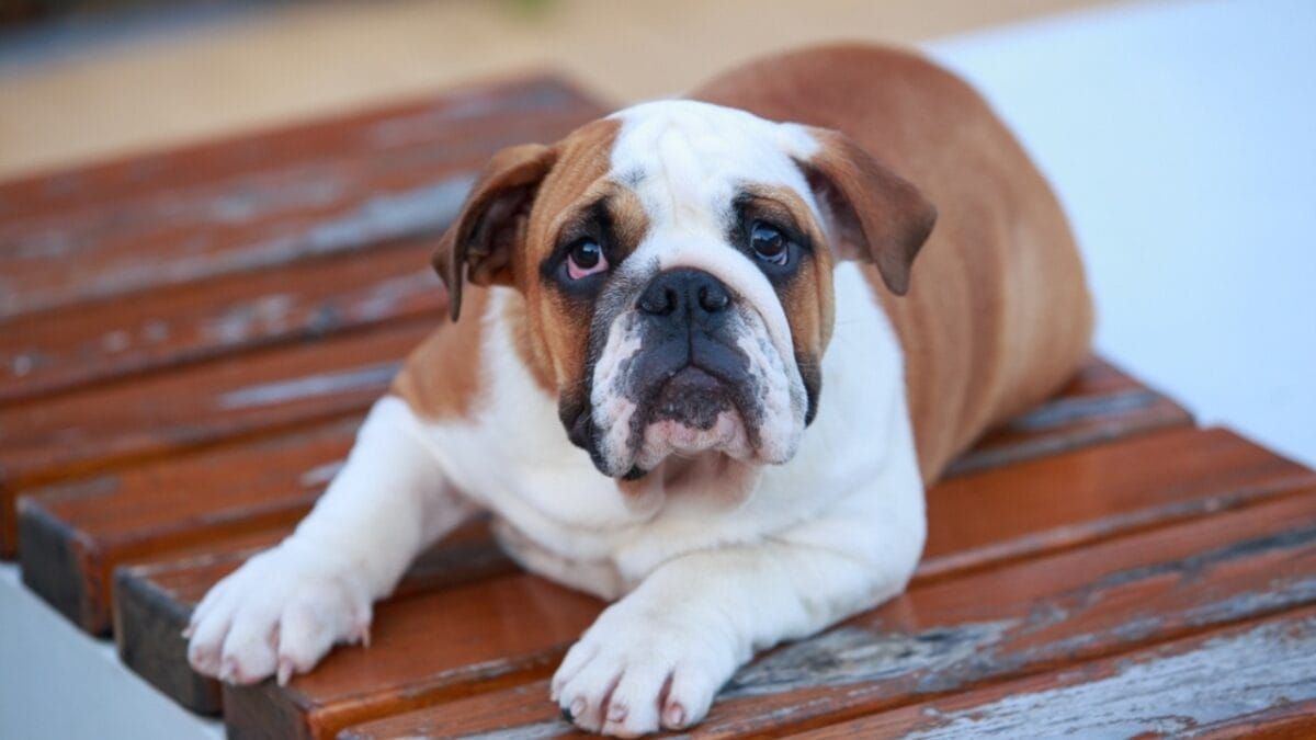 10 Dog Breeds Perfect for Homebodies 4 10 Dog Breeds Perfect for Homebodies - english bulldog ss2270803557