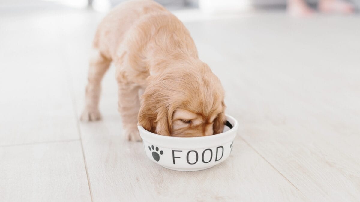 Simple Homemade Diabetic Dog Food Recipe 4 Simple Homemade Diabetic Dog Food Recipe - english dog eating food dp229824766