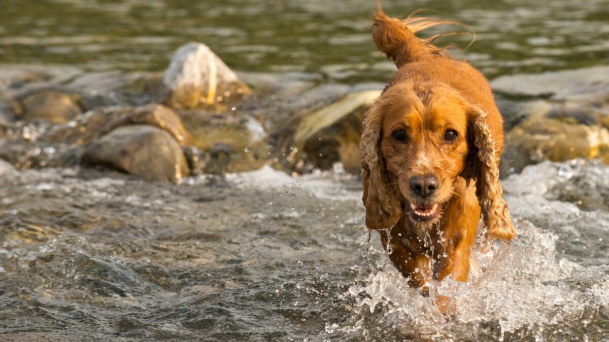 10 Things Only Devoted English Cocker Spaniel Lovers Understand 9 10 Things Only Devoted English Cocker Spaniel Lovers Understand - english dog in water dp20249365
