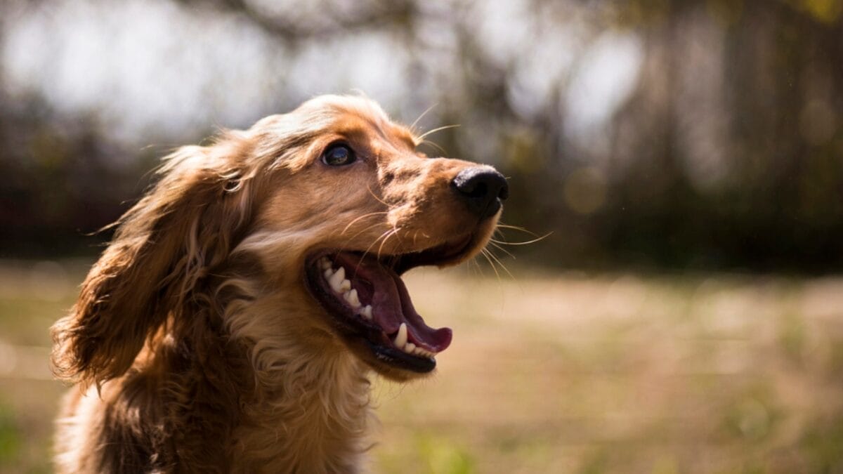 10 Things Only Devoted English Cocker Spaniel Lovers Understand 8 10 Things Only Devoted English Cocker Spaniel Lovers Understand - english dog open mouth dp101801702