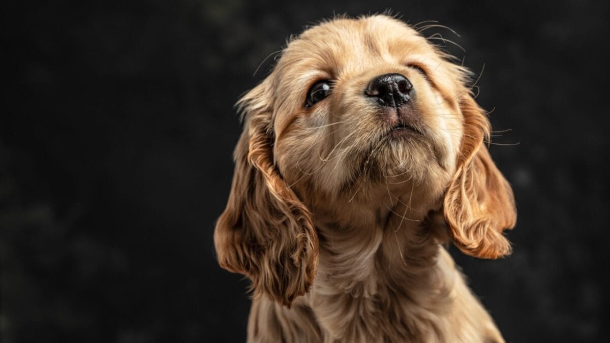 10 Things Only Devoted English Cocker Spaniel Lovers Understand 3 10 Things Only Devoted English Cocker Spaniel Lovers Understand - english dog puppy in black dp672041280