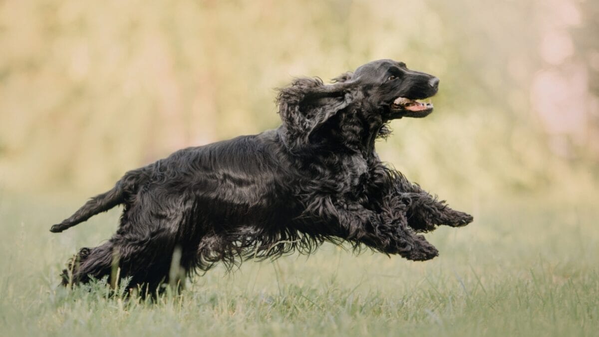 10 Things Only Devoted English Cocker Spaniel Lovers Understand 4 10 Things Only Devoted English Cocker Spaniel Lovers Understand - english dog running dp322358034