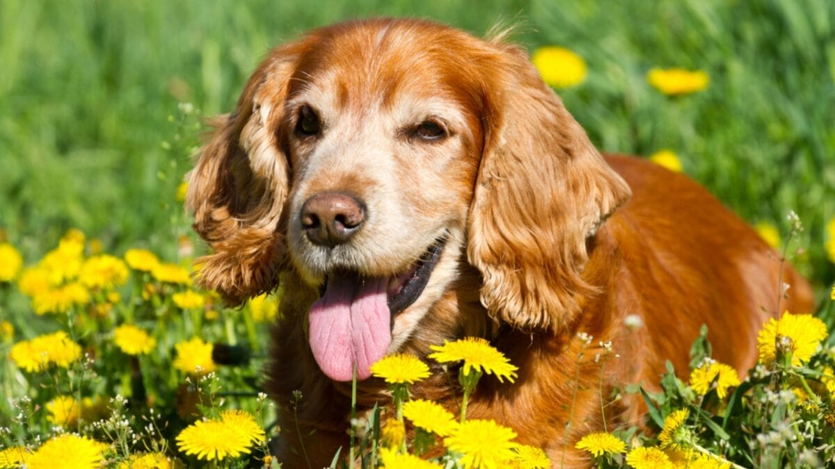 10 Things Only Devoted English Cocker Spaniel Lovers Understand 10 10 Things Only Devoted English Cocker Spaniel Lovers Understand - english dog sitting flowers dp43371739