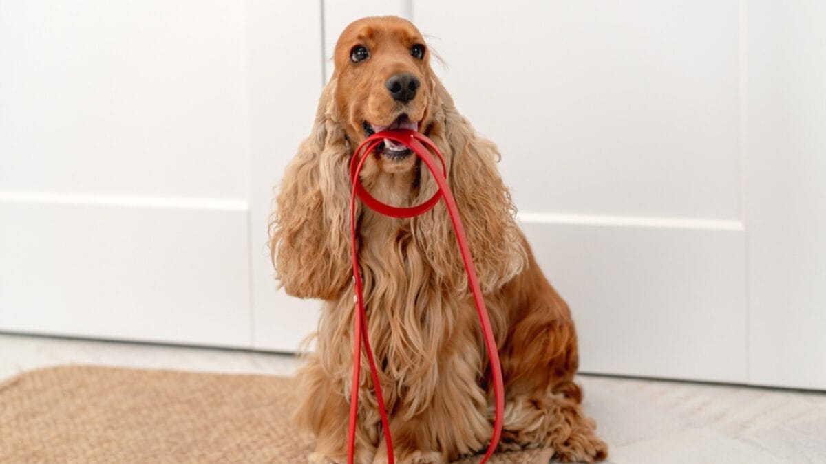 10 Things Only Devoted English Cocker Spaniel Lovers Understand 6 10 Things Only Devoted English Cocker Spaniel Lovers Understand - english dog with leash dp442878126
